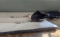 Akita dogs for sale: Female 6 year old American akita - Image 1