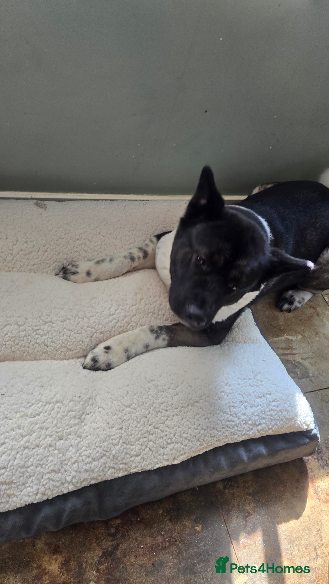 Akita dogs for sale: Female 6 year old American akita - Image 1