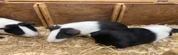 Guinea Pig rodents for sale: Young Male / boar guinea pigs  - Advert 5