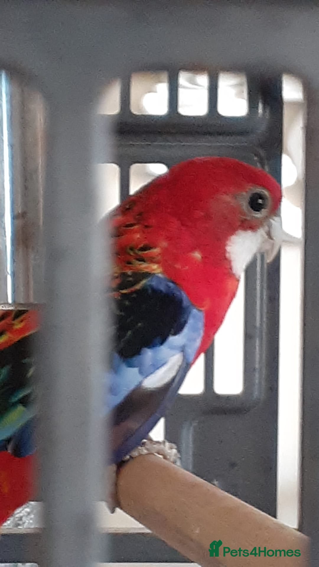 Parakeets birds Eastern Rosella (female) with cage £100 - Advert 1
