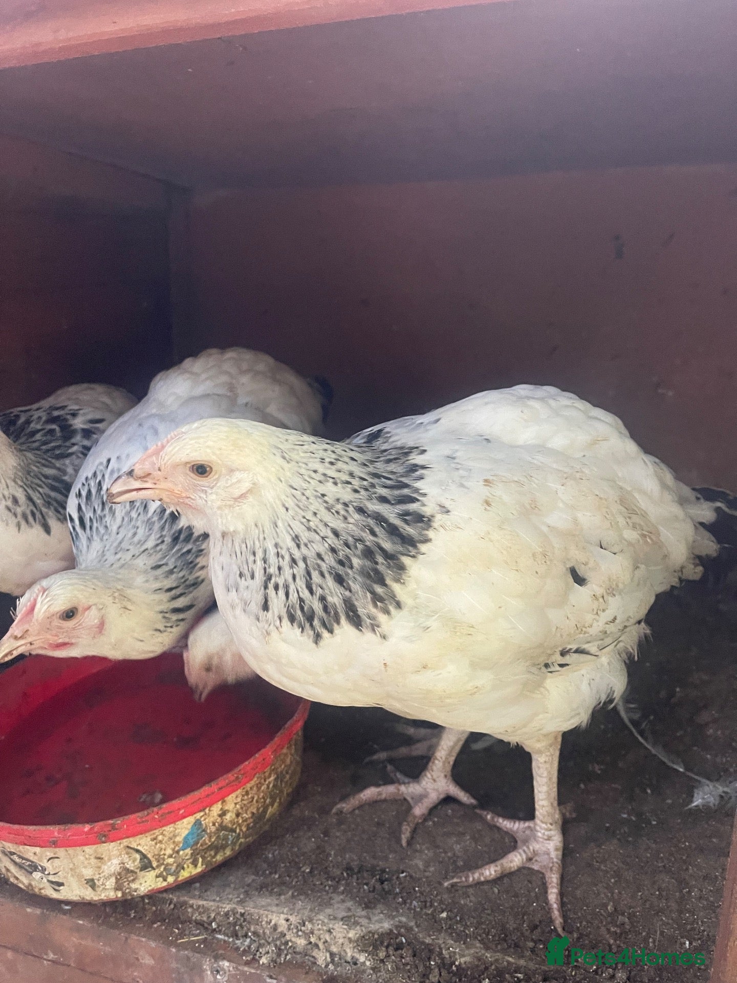 Chickens poultry 4 Pure Breed Light sussex pullets £22.50 each - Advert 14