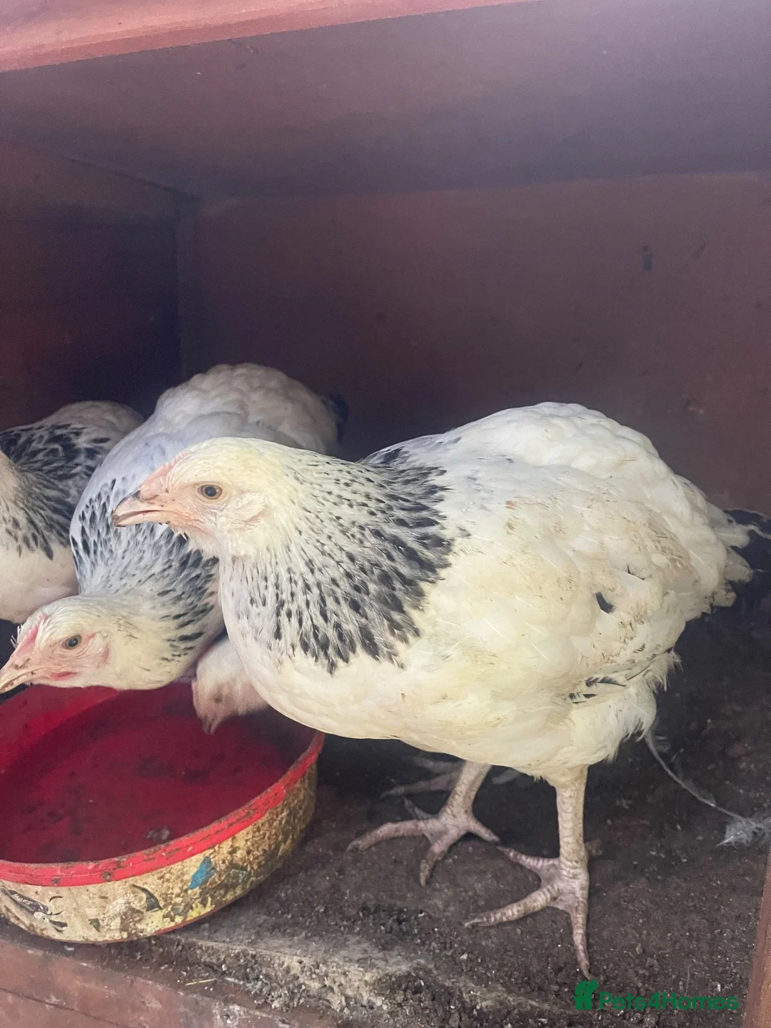 Chickens poultry for sale: 4 Pure Breed Light sussex pullets £22.50 each - Advert 1