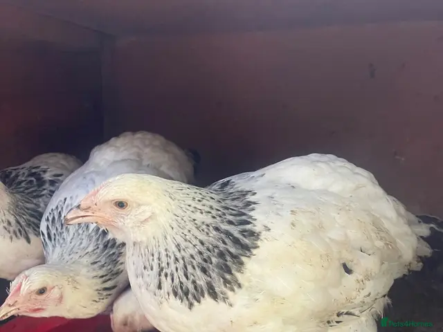 Chickens poultry for sale: 4 Pure Breed Light sussex pullets £22.50 each - Advert 6