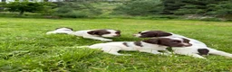 English Springer Spaniel dogs for sale: English Springer Spaniel  in Dunkeld - Advert 10