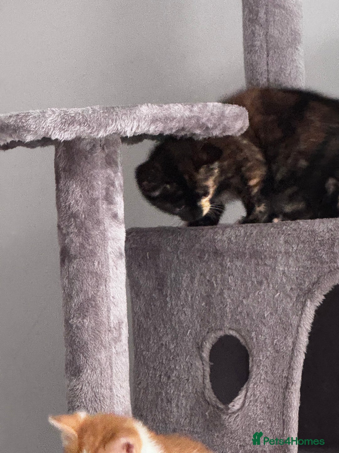 Mixed Breed cats for sale: Last female kitten - Image 4