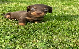 Miniature Dachshund dogs for sale: Beautiful Miniature chocolate & Dapple Puppies - Image 5
