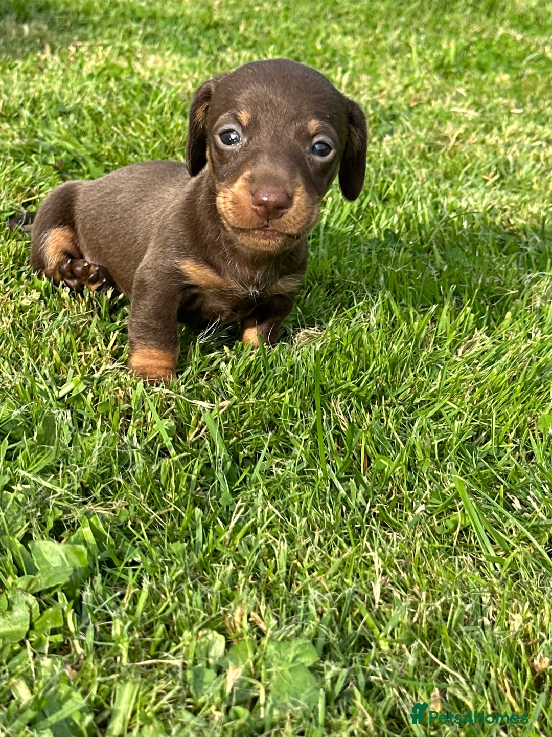 Miniature Dachshund dogs for sale: Beautiful Miniature chocolate & Dapple Puppies - Image 5