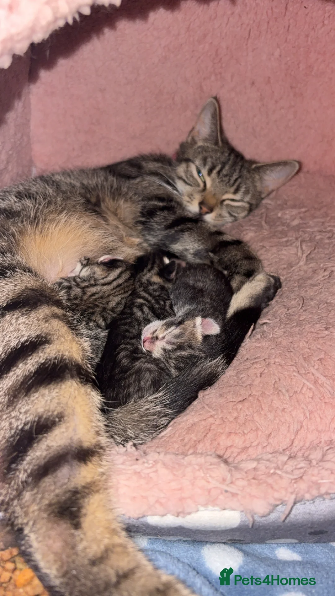 American Shorthair cats for sale: 3 Male Kittens looking for their forever home - Advert 15