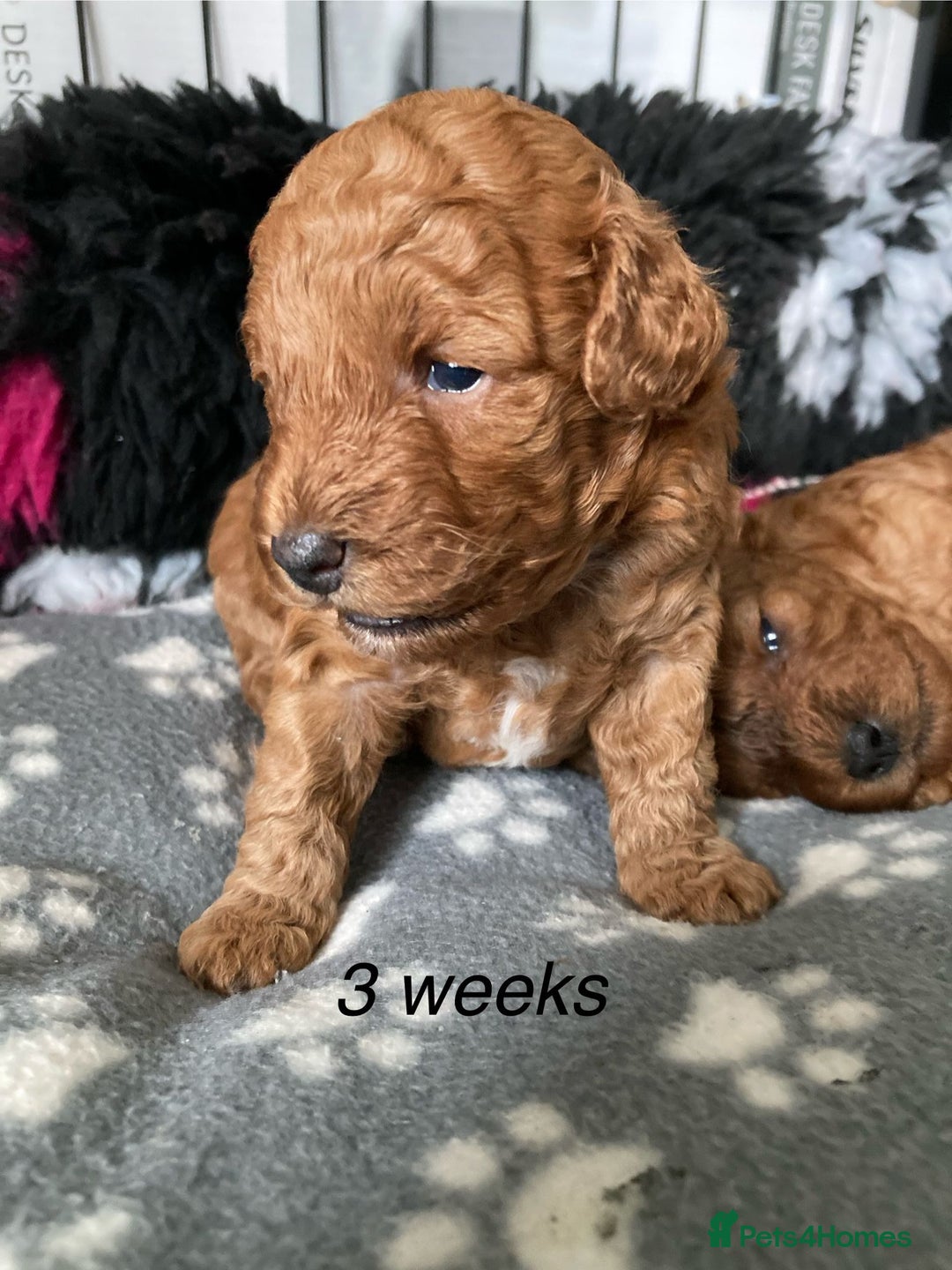 Cockapoo dogs for sale: f1b tiny cockapoo puppies - Image 12