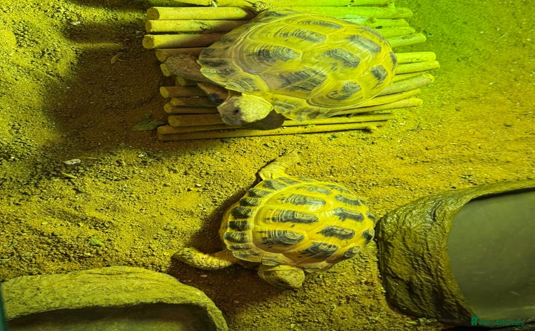 Tortoise reptiles - Advert 1