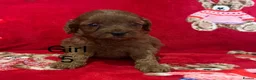 Cavapoo dogs for sale: 🐶 stunning F1B Cavapoos🐶 - Advert 5