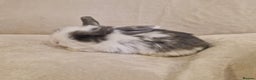 Mini Lop rabbits for sale: Mini lop babies - Advert 6