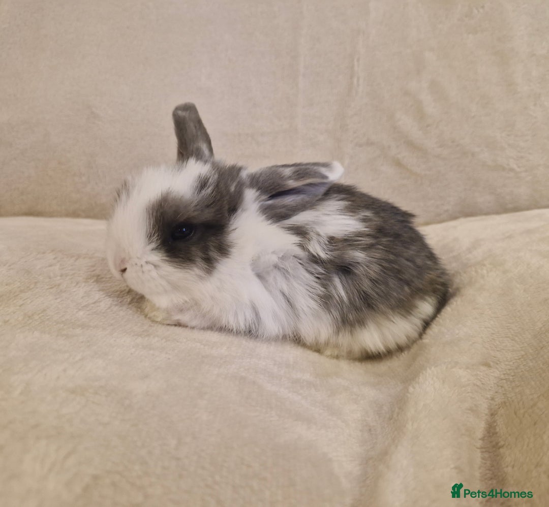 Mini Lop rabbits for sale: Mini lop babies - Advert 6