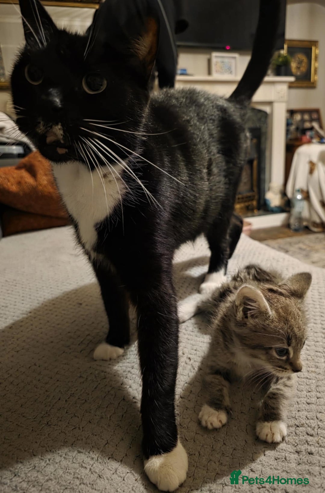 Mixed Breed cats for sale: Lonely little toad  - Advert 2