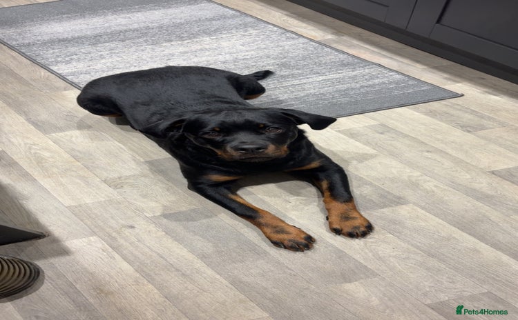 Rottweiler dogs - Advert 1