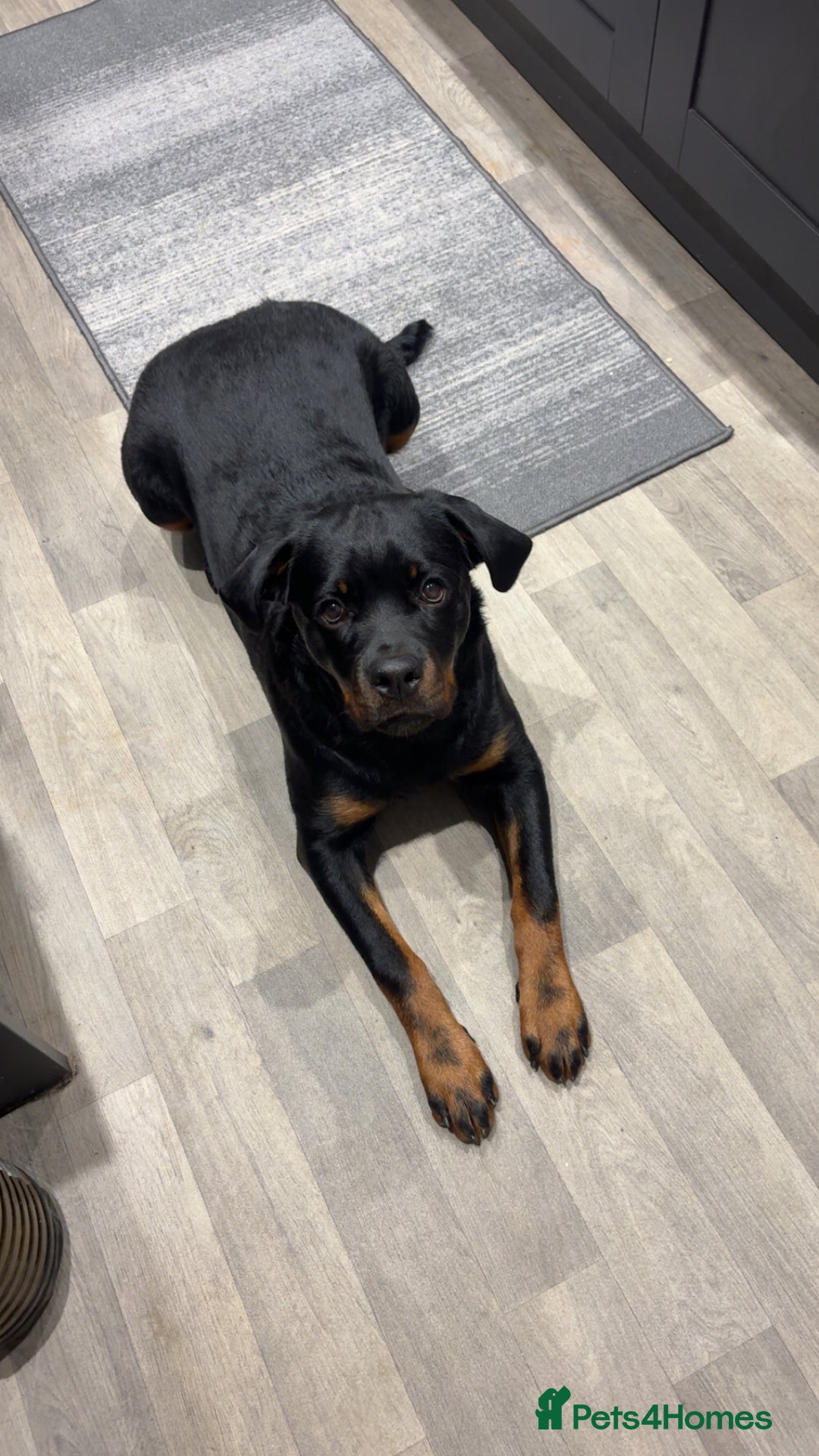 Rottweiler dogs for sale: Rottweiler Cali - Image 1