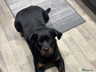 Rottweiler dogs - Advert 5