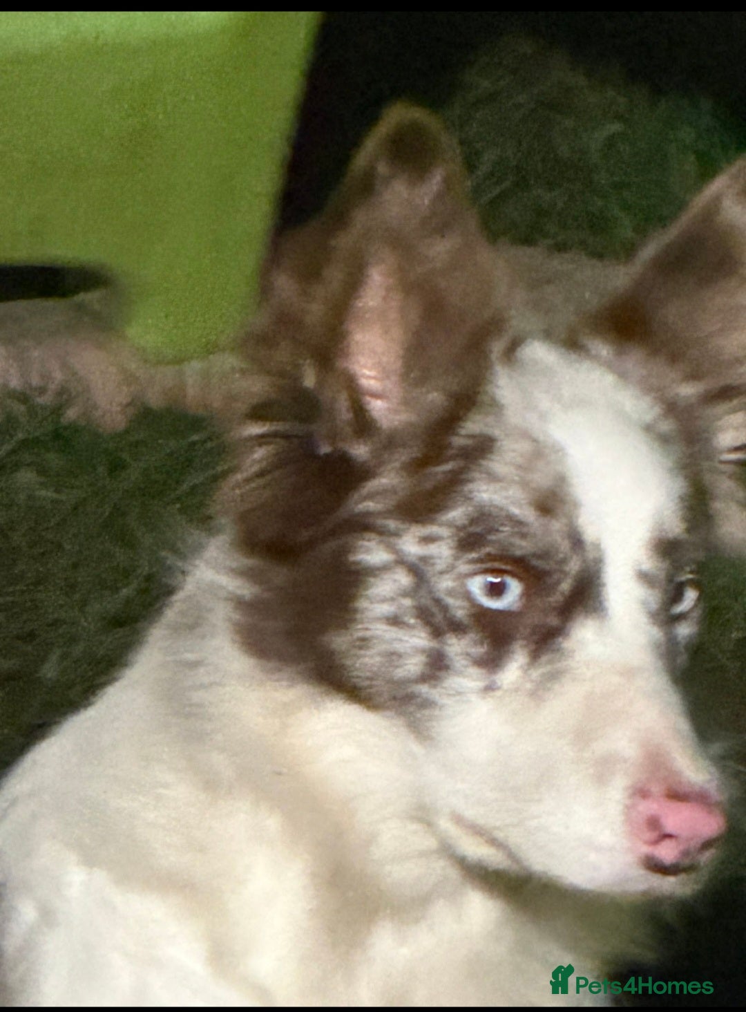 Border Collie dogs for sale: Border collie female with blue eyes. - Advert 3