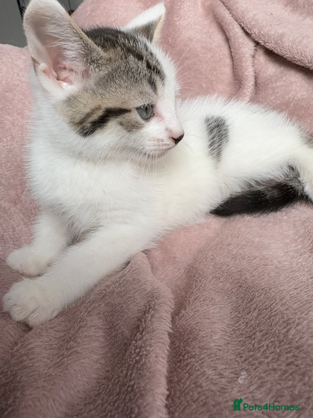 British Shorthair cats for sale: Two Adorable Male Kittens - Image 3