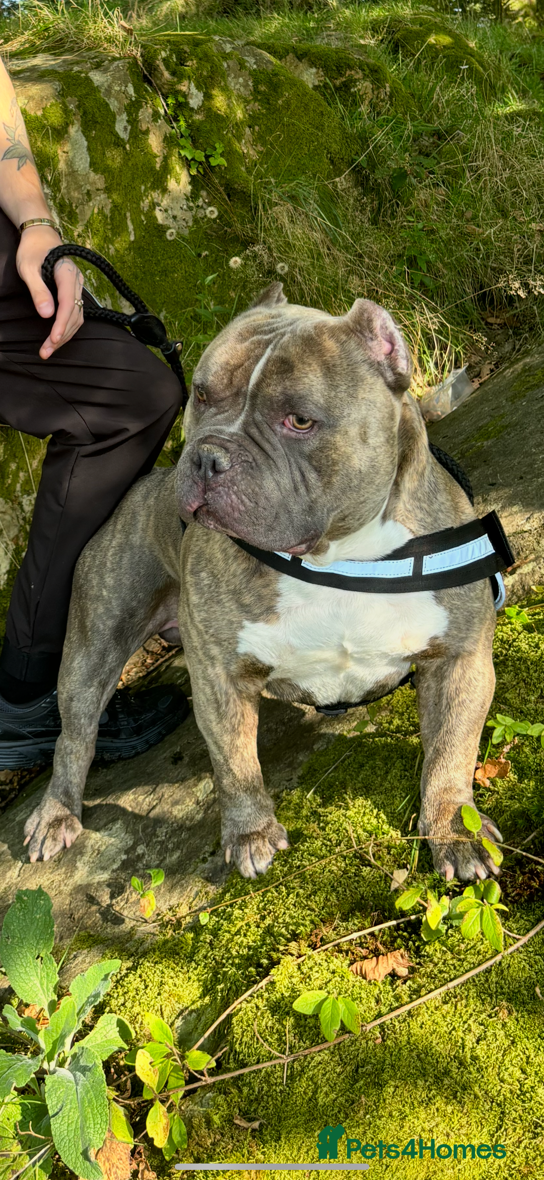 American Bully dogs for stud: Pocket bully stud 6x Dali  - Advert 1