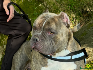 American Bully dogs Pocket bully stud 6x Dali - Advert 1