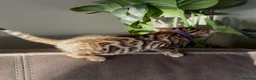 Bengal cats for sale: Beautiful Pedigree Bengal kittens for sale  - Advert 20