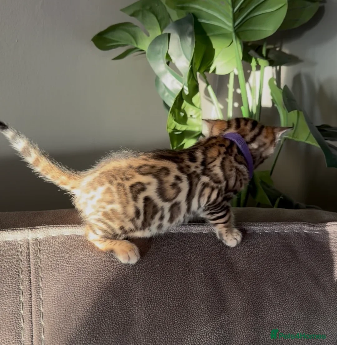 Bengal cats for sale: Beautiful Pedigree Bengal kittens for sale  - Advert 20