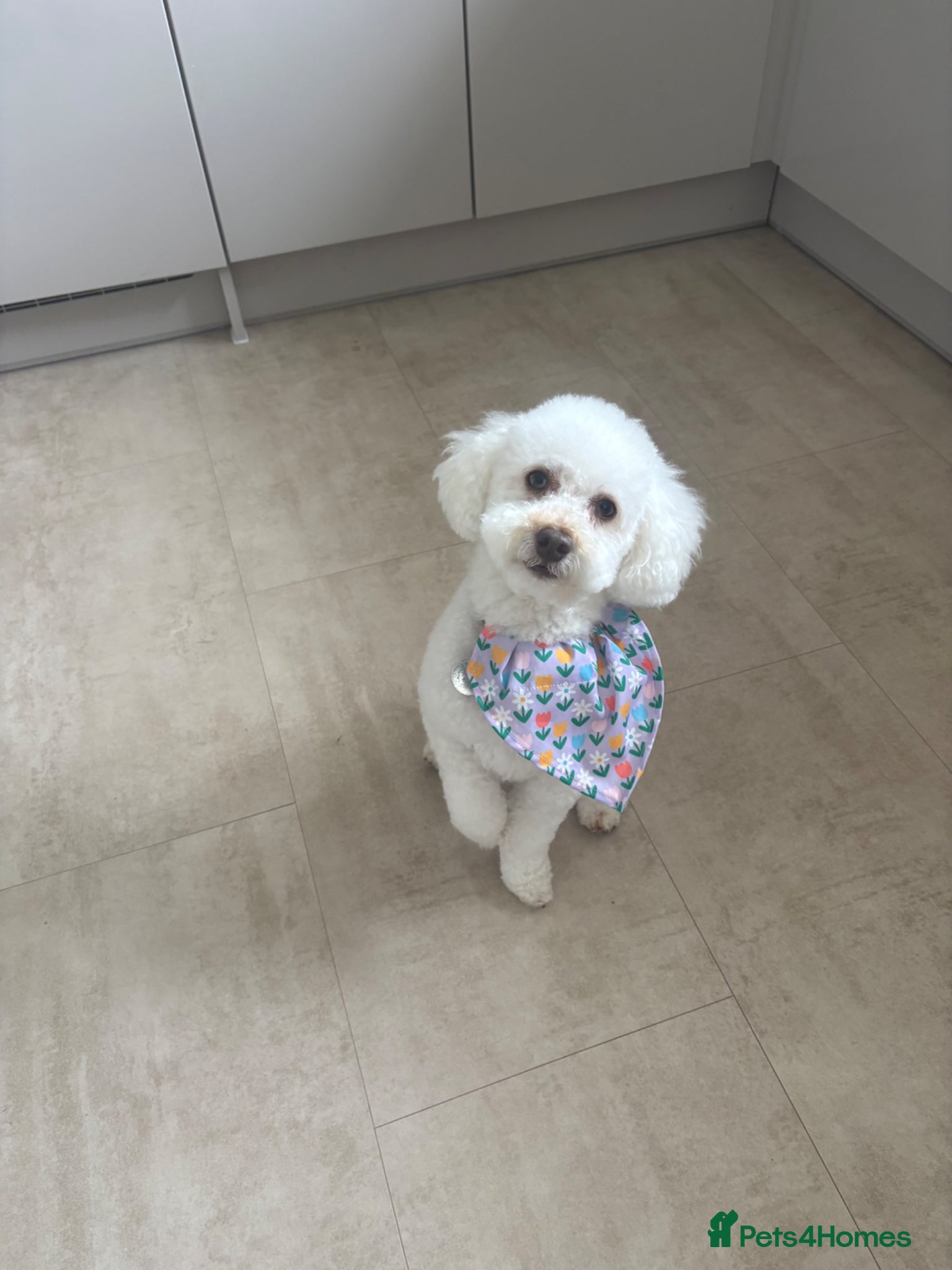 Miniature Poodle dogs 2.5 year old Boy Miniature Poodle - Advert 1