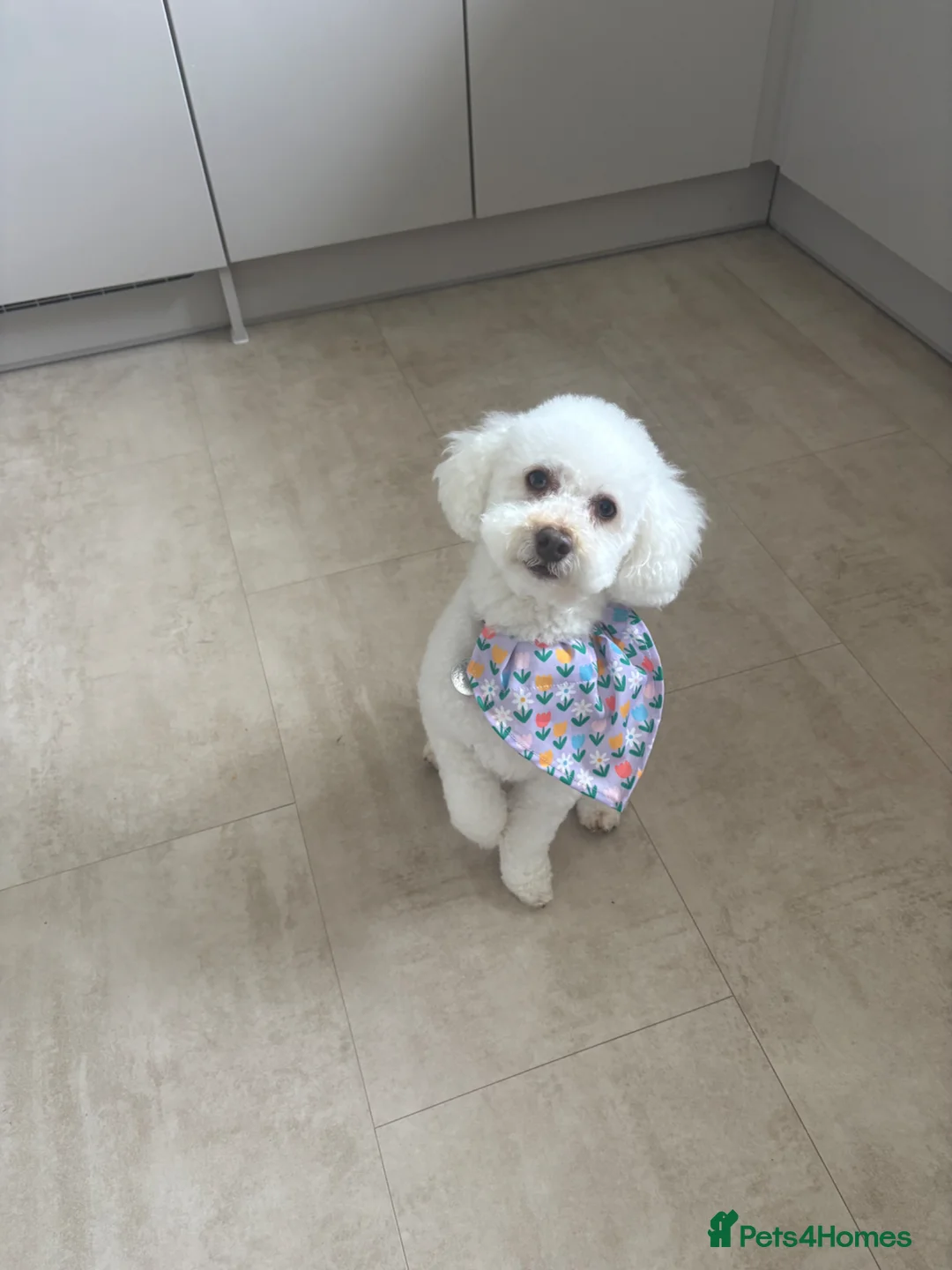 Miniature Poodle dogs for sale: 2.5 year old Boy Miniature Poodle in Cramlington - Advert 1