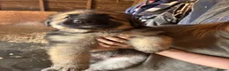 German Shepherd dogs for sale: Beautiful litter of healthy German shepherd pups - Advert 12