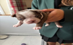 Boston Terrier dogs for sale: Stunning Boston terrier puppies - Image 5