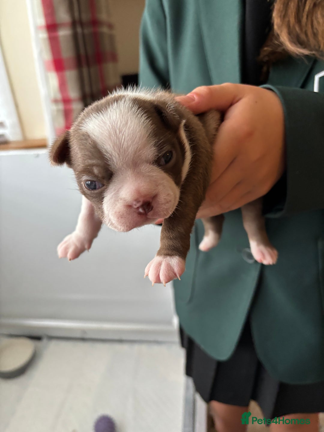 Boston Terrier dogs for sale: Stunning Boston terrier puppies - Image 5