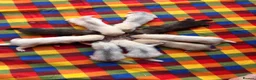 Ferret rodents for sale: Ferret Kits For Sale (Semi Angora)  - Advert 1