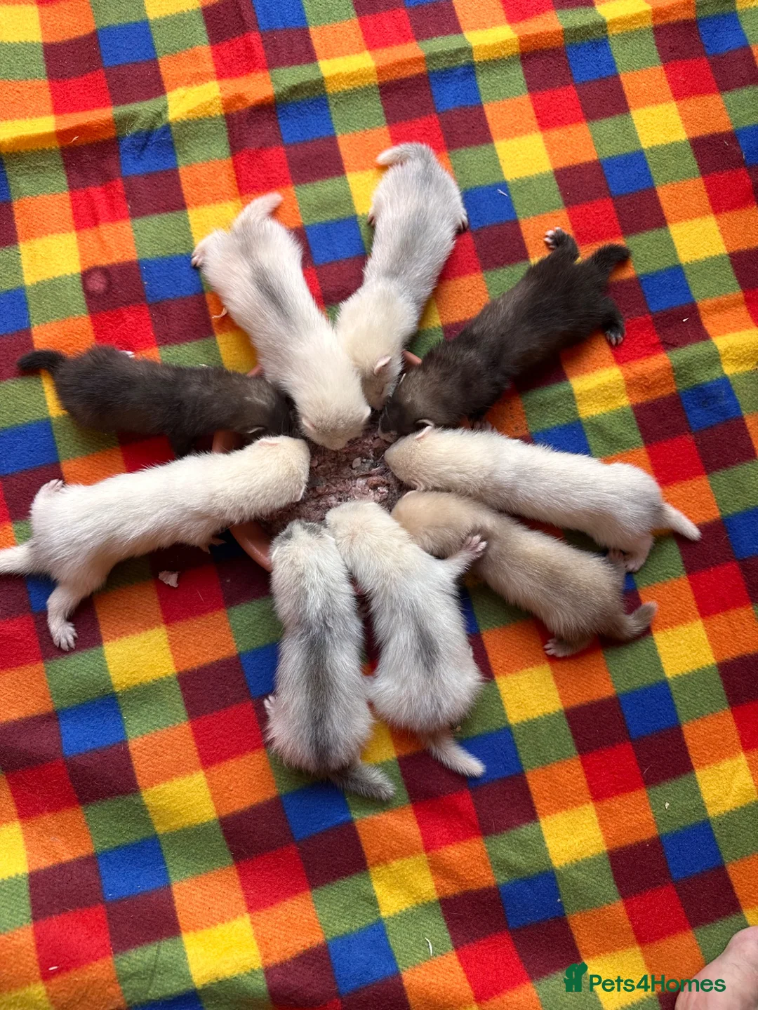 Ferret rodents for sale: Ferret Kits For Sale (Semi Angora)  - Advert 1