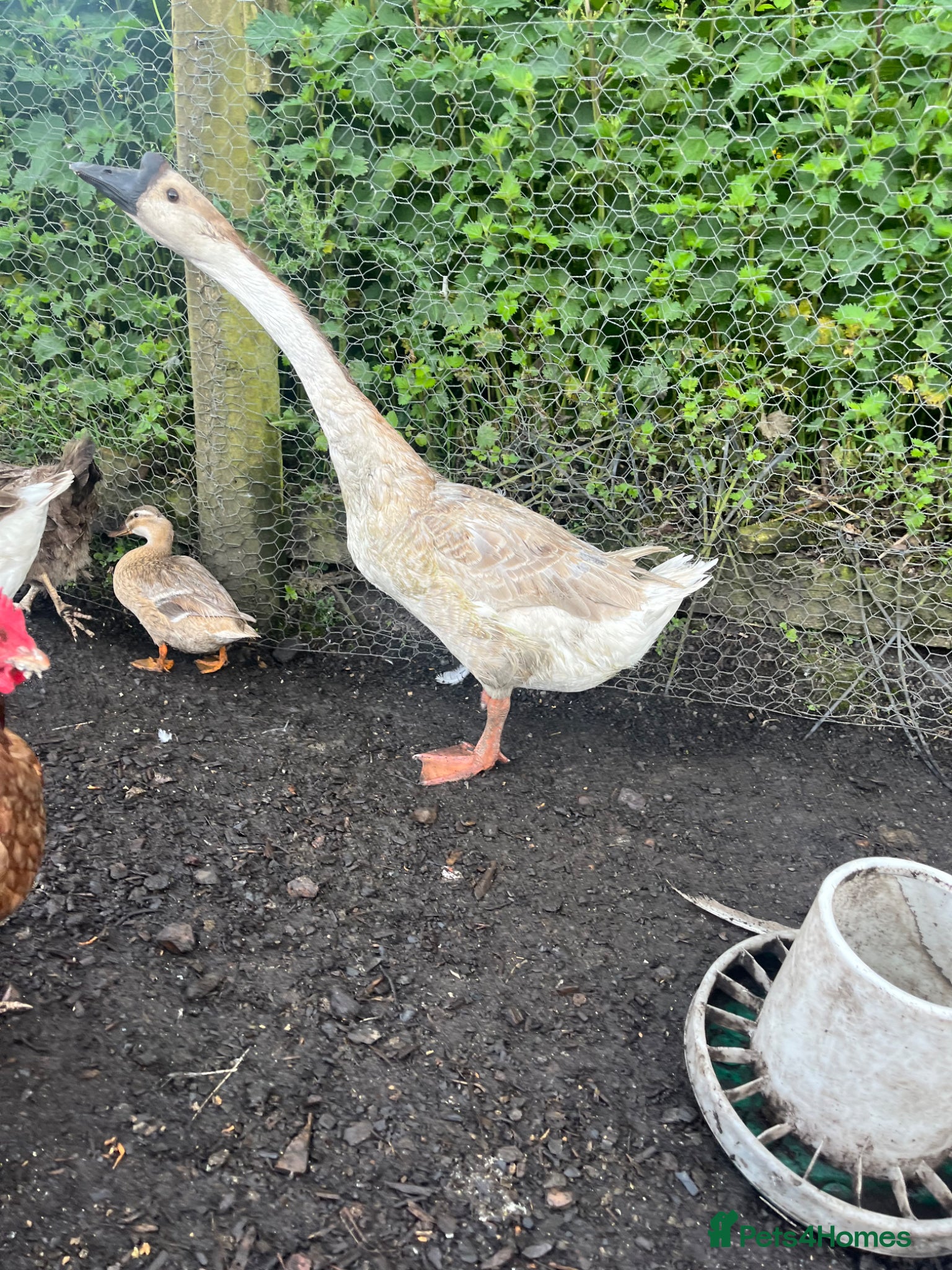 Geese poultry for sale: Year old geese for sale  - Advert 5