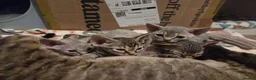 Devon Rex cats for sale: 💛 Devon Rex Kittens–2027 Litter Reservations 💛 - Advert 7