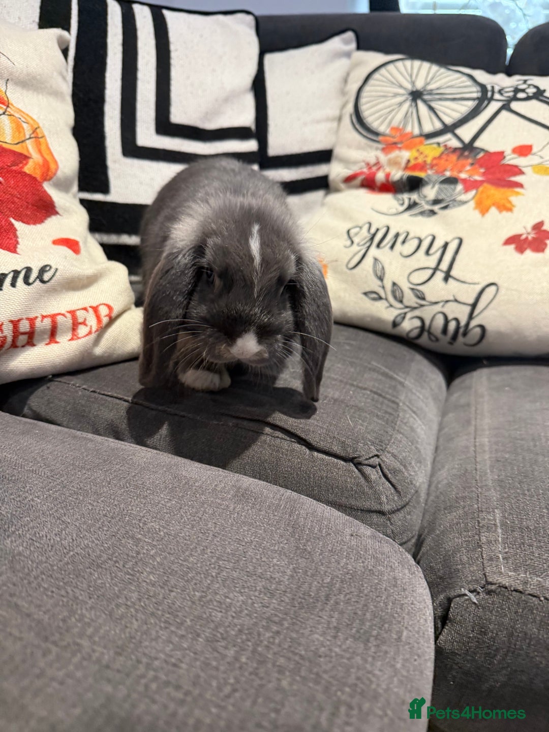 Mini Lop rabbits for sale: Two Beautiful Mini lops with blue eyes - Image 5