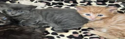 Mixed Breed cats for sale: 2 Kittens, one boy one girl in Rhyl - Advert 3