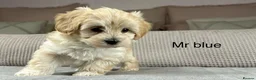 Maltipoo dogs for sale: A BEAUTIFUL ARRAY OF COLOURS AND LOVELINESS  - Advert 24