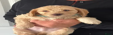 Cockapoo 1