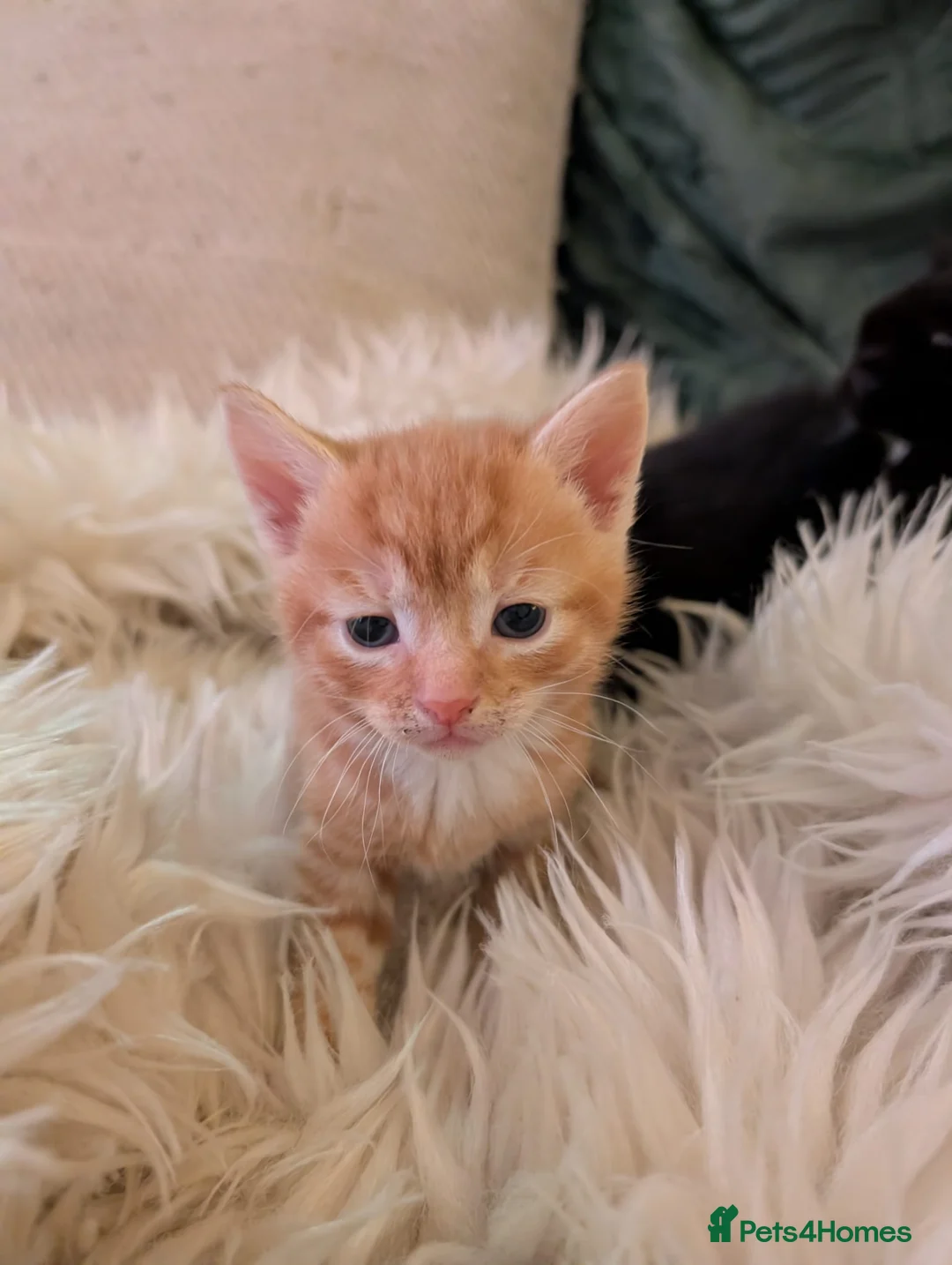 Mixed Breed cats for sale: Beautifull kittens - Advert 2