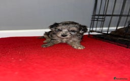 Cockapoo dogs for sale: Stunning F1b Cockapoo puppy’s  - Image 18