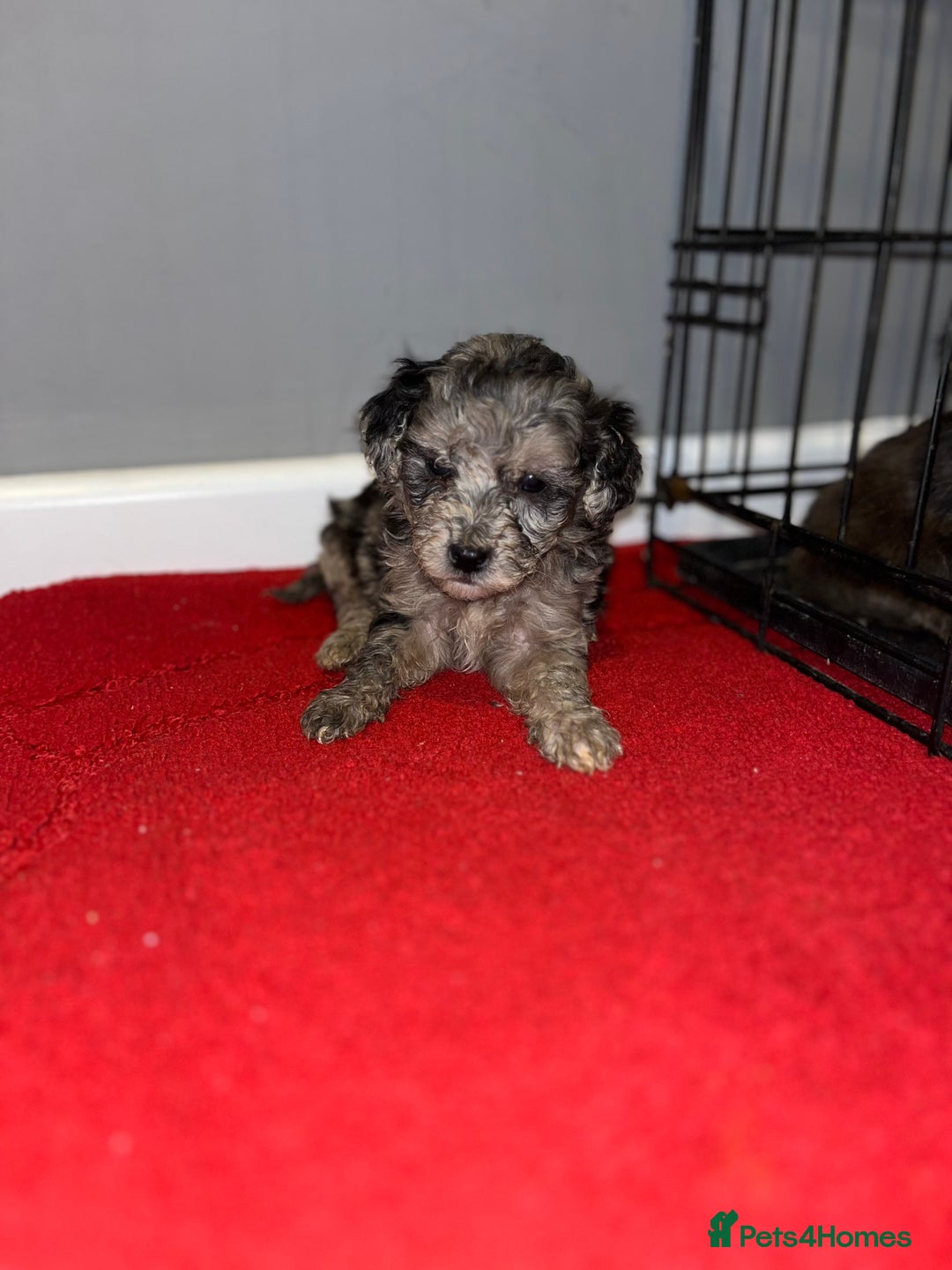Cockapoo dogs for sale: Stunning F1b Cockapoo puppy’s  - Image 18