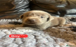 Labrador Retriever dogs for sale: Kc registered silver labs, health tested parents - Image 9