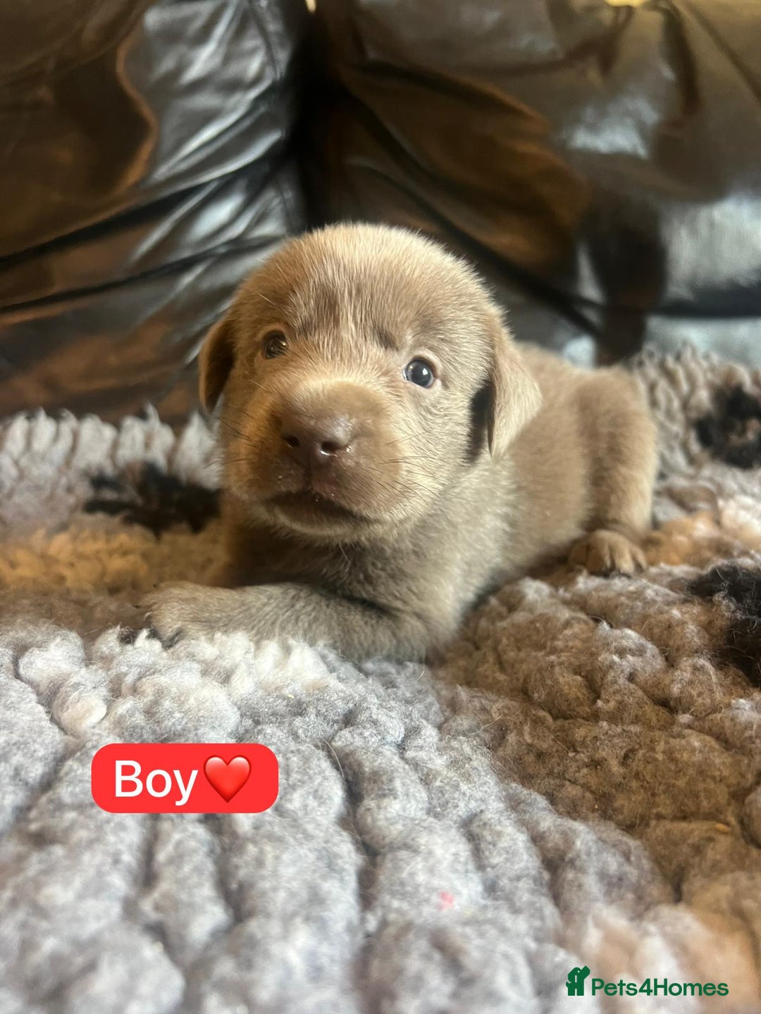 Labrador Retriever dogs for sale: Kc registered silver labs, health tested parents - Image 9
