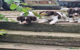 English Springer Spaniel dogs for sale: KC registered English Springer Spaniel - Image 19