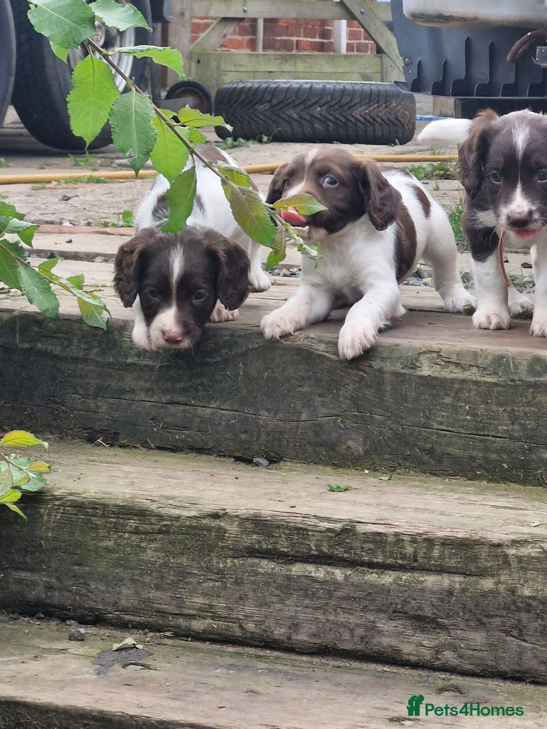 English Springer Spaniel dogs for sale: KC registered English Springer Spaniel - Image 19