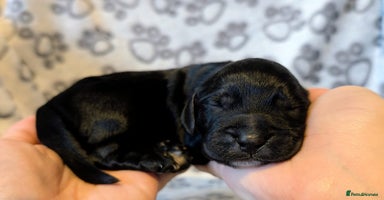 Cocker Spaniel dogs - Advert 3