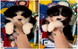 Australian Shepherd dogs for sale: 2 Boys Remaining- Beautiful Australian Shepherds  - Image 1