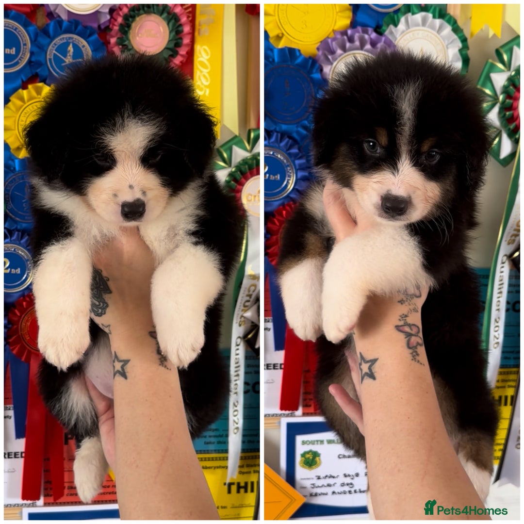 Australian Shepherd dogs for sale: 2 Boys Remaining- Beautiful Australian Shepherds  - Image 1